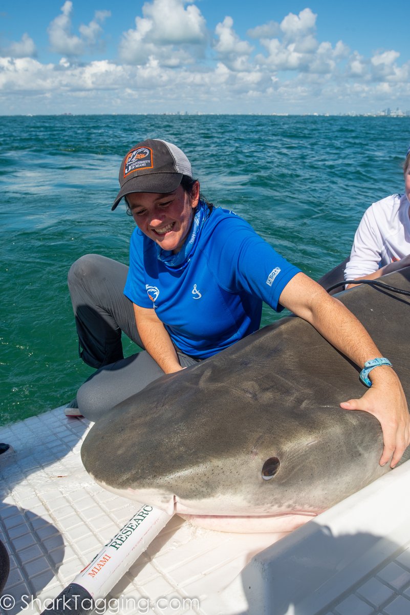 sharktagging's tweet photo. #MeetTheTeam Meet Abby, one of our Master’s students and our data manager who has been involved with the lab for 6 years! She is pictured here with her favorite shark, the tiger shark. https://t.co/oPMvp4StZc