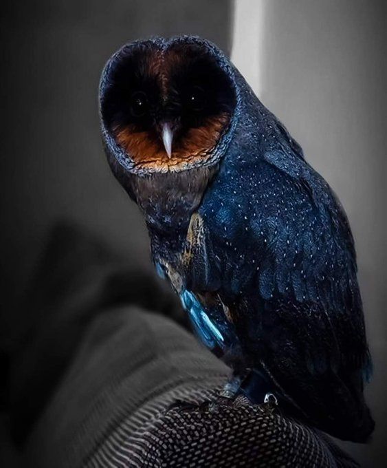 KatanaHugo's tweet photo. It's me your owl tonight !
#photos #photography #birds #owls https://t.co/29zoa2N6d5