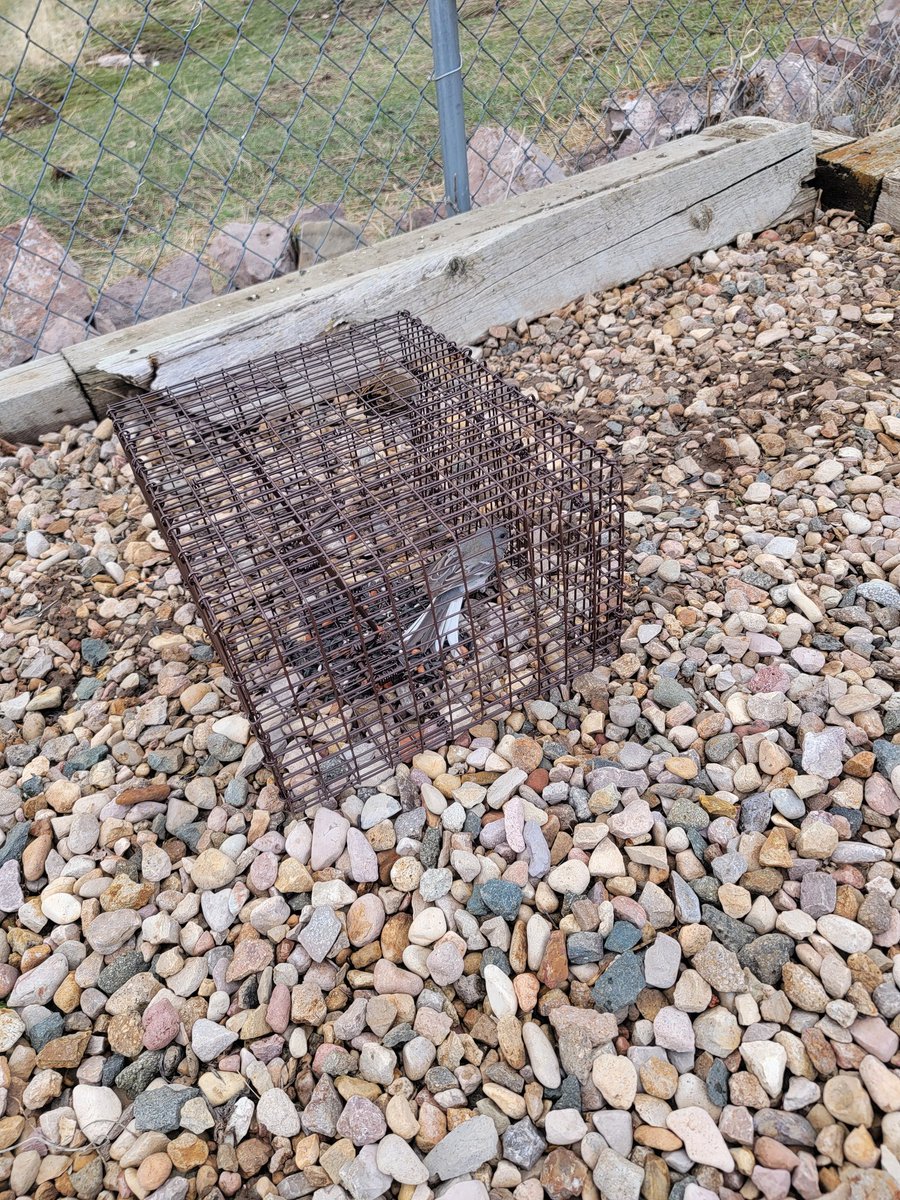 DrJessGraham's tweet photo. Tested out some prototype potter traps this afternoon from @Trucatchtraps and actually caught myself a very handsome male junco! ❤️

(... and 3 house sparrows) https://t.co/PF6PkU7Vxc