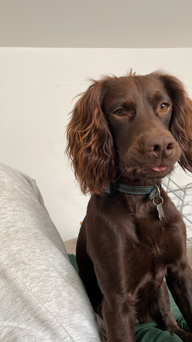 Dear Human,
Please stop relaxing on the sofa and throw that ball for me that I placed right next to your hand for your convenience.
Thank you in advance for your cooperation.
Yours Sincerely
Norman
🐶🎾🐶
#dogsoftwitter #spaniel #dogs