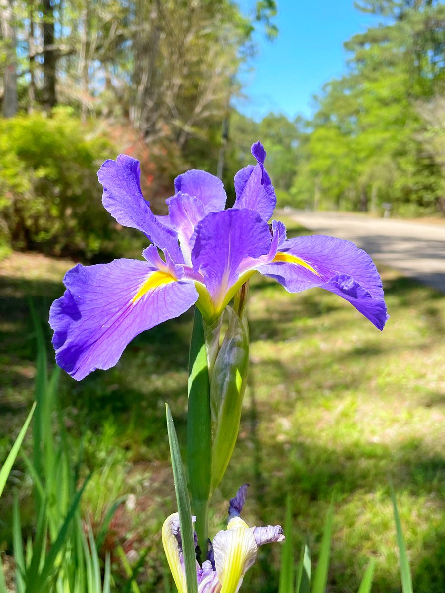 I 💜💛💚 Spring!