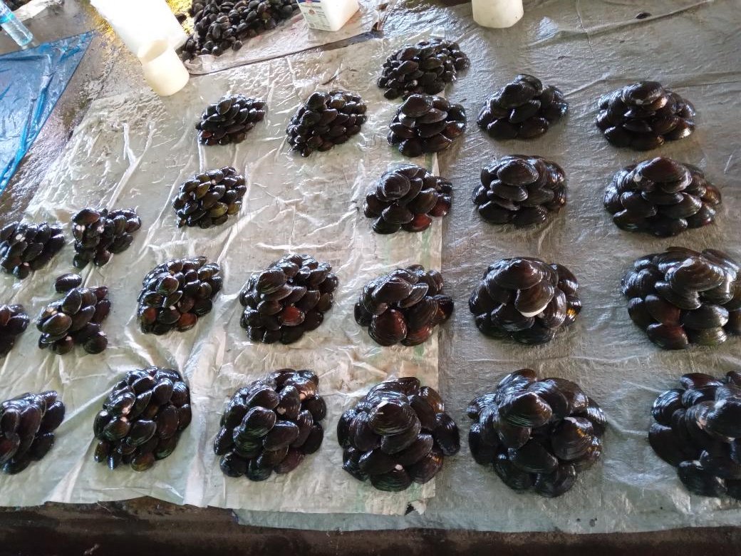 tmoeofo's tweet photo. Na bila (Fijian bread) na tapi solo mai Naila vata kei na Kai (fresh water mussels) mai Nakini, Nausori #Suvanarket. #nabula #lifeisgood #GodisGood https://t.co/QwpBKo7MHb