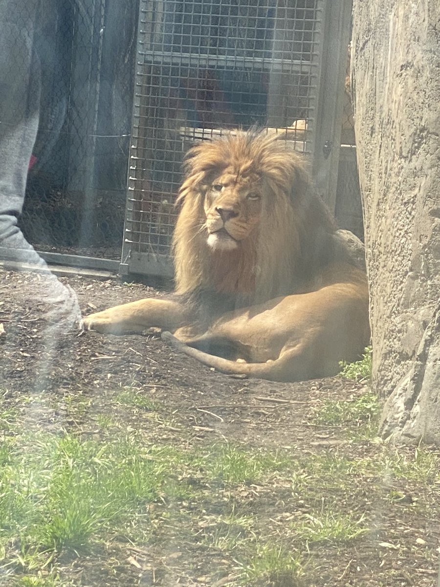 He wasn’t sitting on the rock today! 🦁👀