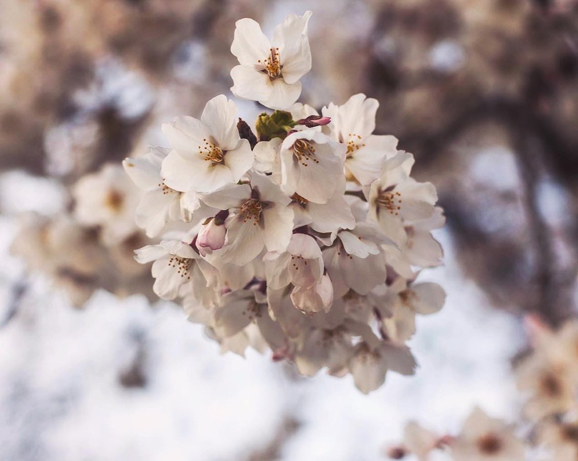 _bethanienels's tweet photo. Spring is finally here in Utah https://t.co/7gGDKvAMPw