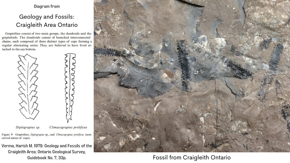 CraigleithDepot's tweet photo. #Graptolite #fossils look like black pencil marks.
These are former living quarters of an entire colony of animals.
In the grooves on either side is a cup where an individual animal lived.
Visit us to see #graptolites in person with our touch #fossil on exhibit!
#FossilFriday https://t.co/ZSNmhPrHy2