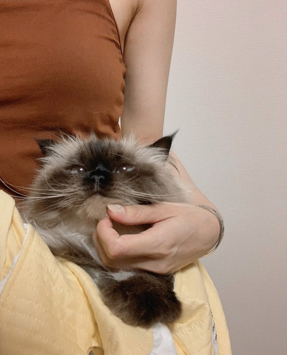 𓈃 ﹫𝐢𝐫𝐲𝐮𝐛𝟎𝐭'𝐬 post 

      Le gusta estar en los brazos de Yoko.
                    
   ⠀ ⠀  ⌂          ⌕         ⊞          ♡         ○