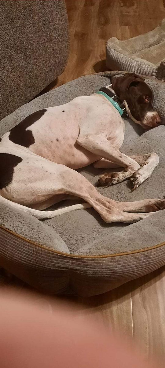 #LOSTDOG Conrad is a 4/5 year old GSP. Mostly white with brown patches and all brown head except around his nose. Got out early am in Auburndale, FL behind Auburndale Walmart. Call Polk County Animal Control if found! Offering reward for safe return
#lostpet #GSP #Auburndale