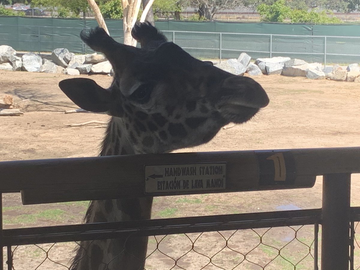 KnightTimeNow's tweet photo. Sometimes the workplace is such a zoo! Thanks to @FresnoEOC for letting me in on your wonderful training at the amazing @FresnoZoo #communityaction #BODtraining https://t.co/qVlkstlHp2