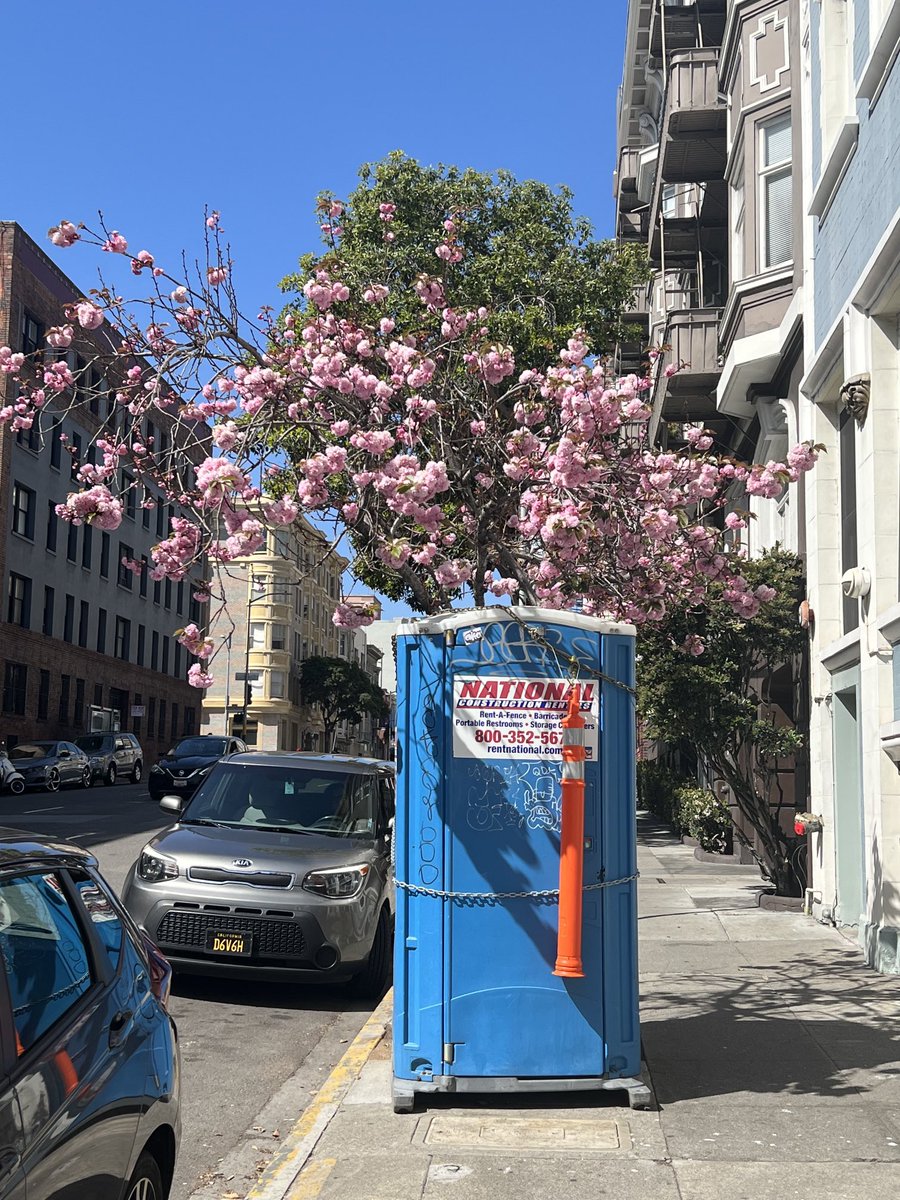 citizenj17's tweet photo. Cherry Blossom ! #SanFrancisco #BloomSF https://t.co/QfBke1LiC9