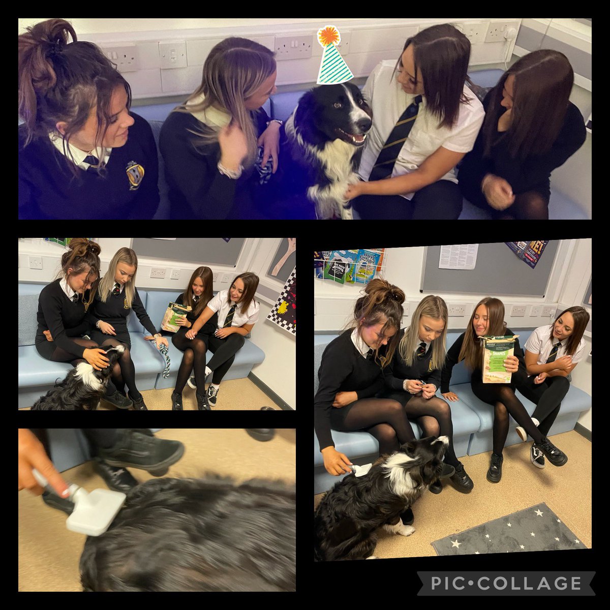 SJNMaestegALN's tweet photo. These Yr 9 girls, studying hair and beauty, did a super job at getting Sid ‘party ready’ today! #WellbeingMatters 💛#CreativeContributors @MaestegSchool #SID 🐾#StudentInterventionDog #PamperedPooch https://t.co/7CfOocAQGw