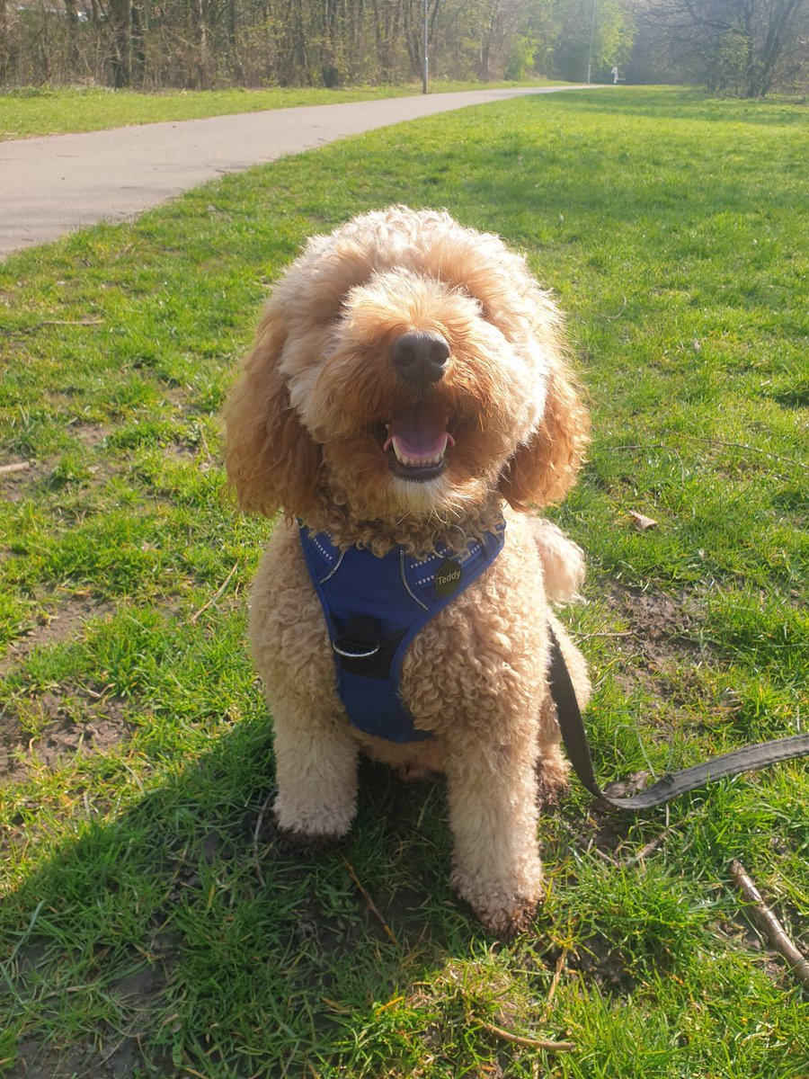 laurajproctor's tweet photo. This week I’ve had to take my dog everywhere and he’s been an absolute legend. Everyone wants to say hi and he’s been no trouble at all. Here’s to my little dog Teds for being a superstar 🐶 https://t.co/jC5dIOZ0MW