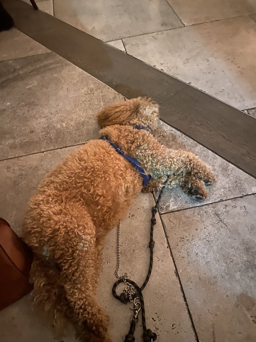 laurajproctor's tweet photo. This week I’ve had to take my dog everywhere and he’s been an absolute legend. Everyone wants to say hi and he’s been no trouble at all. Here’s to my little dog Teds for being a superstar 🐶 https://t.co/jC5dIOZ0MW