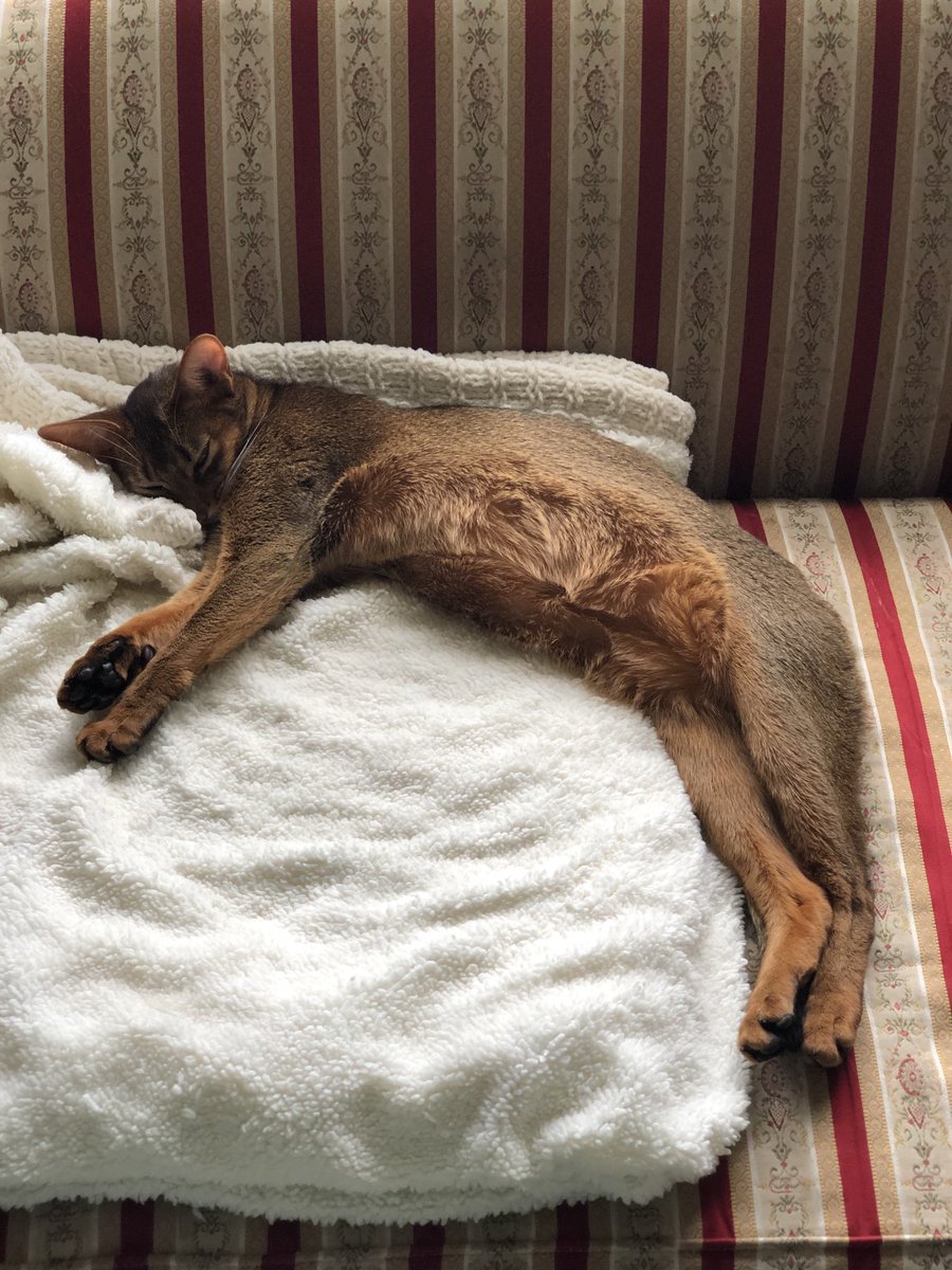 thekittlespins's tweet photo. Trixie enjoying #jellybellyfriday #trixie #catsoftwitter #cats #catsnapping #unitedspacecats https://t.co/dJpGUKIsHY