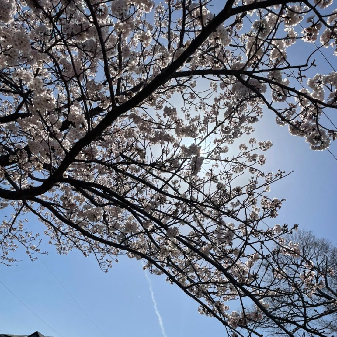 黒くまぷりん＠検索１位趣味ブロガー tweet media