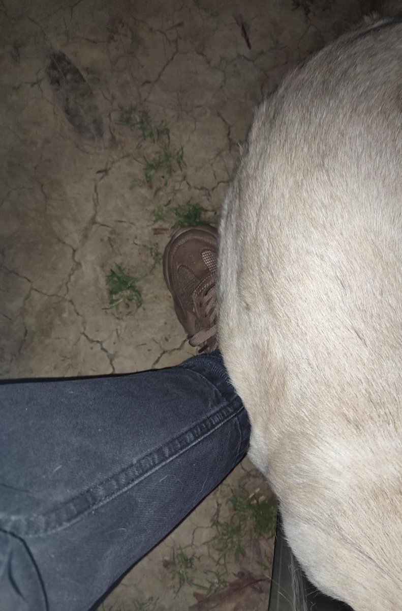 kafeler ufoları söksün köpek sahiplensin bence