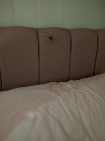 DzintraSullivan's tweet image. On your way to bed. 
You see this.
What's your next move.
Gifs only.