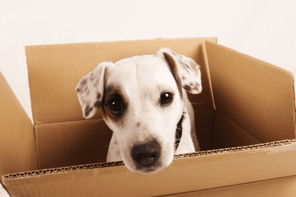OttValleyMovers's tweet image. Check out our latest blog 'MOVING WITH PETS: THE BEST TIPS AND ADVICE FOR AN EASY TRANSITION':

ottawavalleymovers.ca/moving-with-pe…

#ottawavalleymovers  
#bestottawamovers 
#petmovingtips