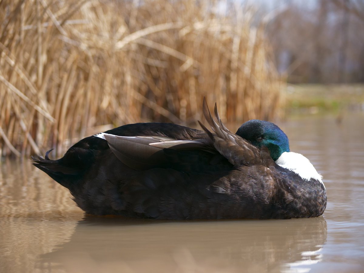 ducks love an afternoon nap 😴 they also love a good snack 😋 and you can send them one... retweet and this bot sent noms on the livestream at twitch.tv/dashducks