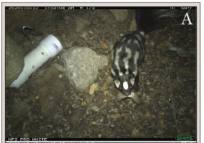 JenniferKFrey's tweet photo. Our (with @Hailey51390963 ) paper on predation by western spotted skunk on Mountain Patch-nosed Snake in the @OrganMountains is published in Herpetological Review. #cameratrap  Congrats Hailey!! https://t.co/SxSMSLLRi3