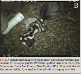JenniferKFrey's tweet photo. Our (with @Hailey51390963 ) paper on predation by western spotted skunk on Mountain Patch-nosed Snake in the @OrganMountains is published in Herpetological Review. #cameratrap  Congrats Hailey!! https://t.co/SxSMSLLRi3