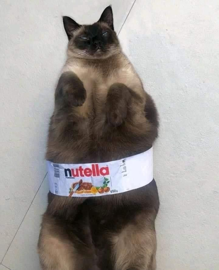 Bichinhos fofinhos pra quem ta cansado tweet media