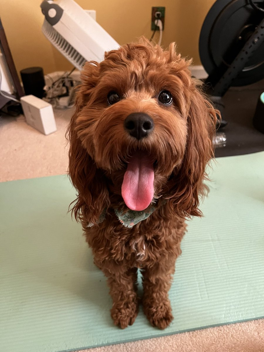 brooksienole's tweet photo. @AITA_online Caught my girl Dolly mid-yawn yesterday. So sorry about your fur-baby 😢 https://t.co/0V8e6JMWkx