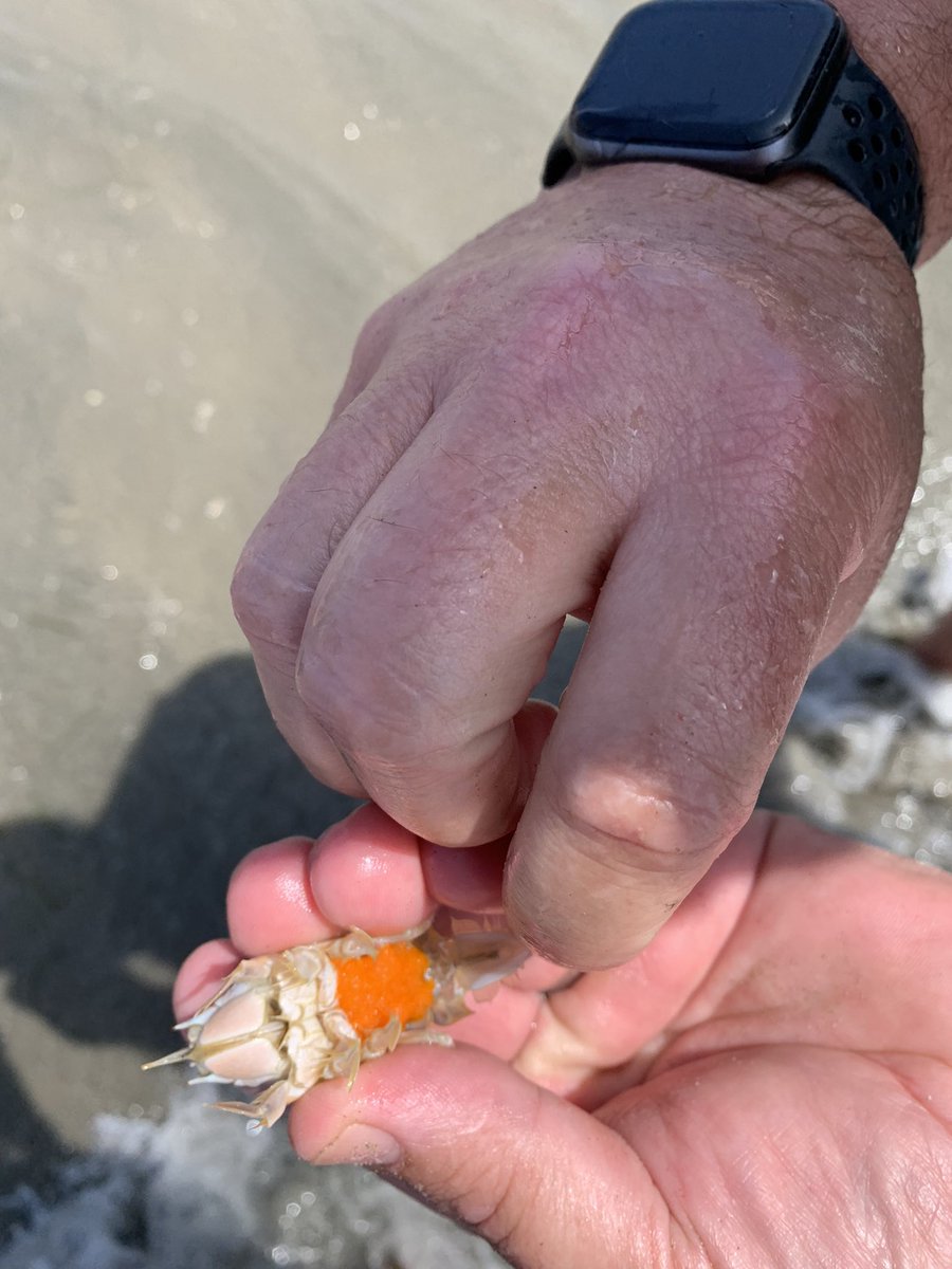 WillJacoway's tweet photo. Another field trip day with our long term sand crap project at mission beach. Thanks @helixcharter for making it happen https://t.co/YUniV5rB3z