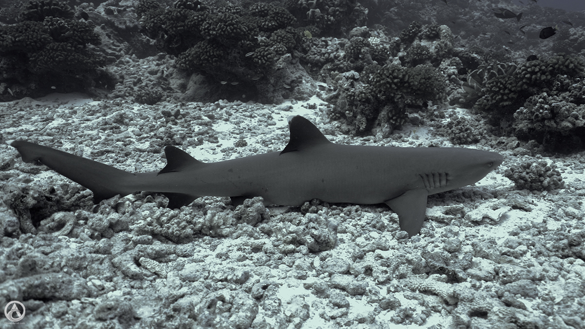 GiselleHoliday's tweet photo. Whitetip Reef shark, French Polynesia
#JollyHolidaySailing #Fakarava #FrenchPolynesia #GaruaePass #scubadiving #sharks #SouthPacific #Tuamotus #whitetipreefshark https://t.co/Uspfv16gFS