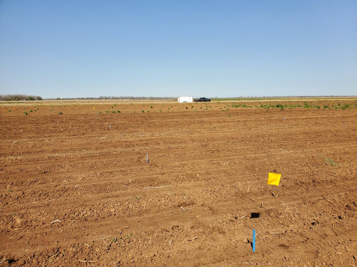 That giddy feeling that is... laying out your first field trial of the season! 
#BestJobEver #Plant2022