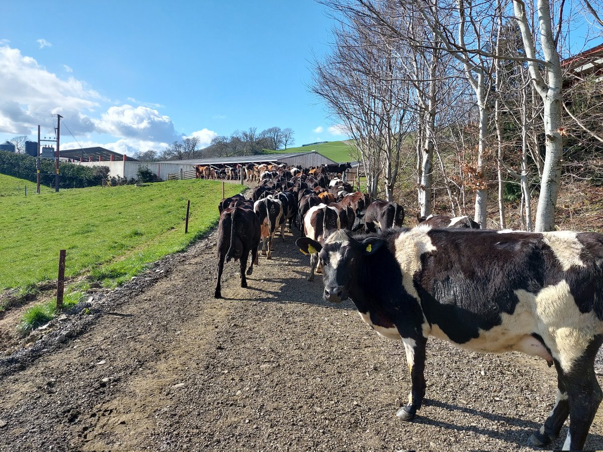3rd calving season and 2 years on from losing our inspirational main man. Team Tudor is in good hands. He'd be extremely proud!