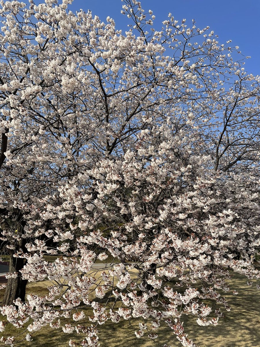 PIYASA2017's tweet photo. 明日は『たび茶』🍵
世界中のみんなとお花見しましょう🌸
＃花見
＃茶道
＃着物
＃空手
#下妻
＃砂沼 https://t.co/CfLXgljg2Y