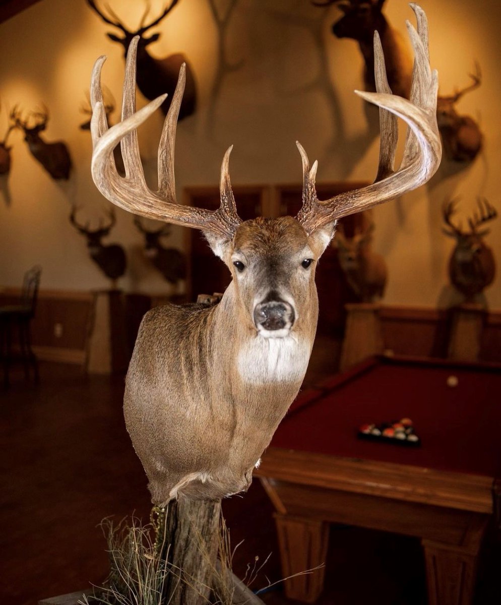 SPORTSMANchnl's tweet photo. Did you know the US typical record buck has stood since 1914 until the Huff Buck was taken by @thehuffbuck coming in at 211 4/8" from the state of Indiana. Shared by @tylerjordan 

#IAMSPORTSMAN #hunting #deer #deerhunting #whitetails #whitetailbuck #bigbuck #typical #recordbook https://t.co/o5d0tIUIuM