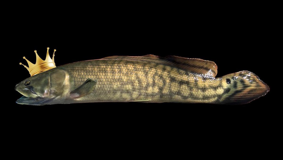 PD_31's tweet photo. All the votes have been tallied and after a 60-40 victory, I’m happy to announce the champion of the inaugural #FishMadness tournament!
Our 2022 winner is, none other then, the #Bowfin (Amia calva)! #fish #nativefish #lakes #rivers #streams #wetlands https://t.co/hDaTkrQ1Zt