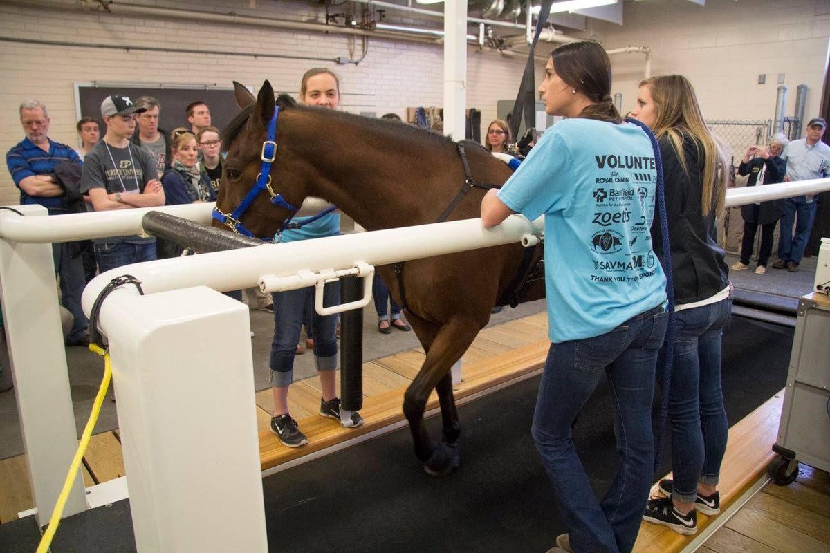 pucvm's tweet photo. Did you know there was a treadmill big enough for a horse?!
Come to #PVMOpenHouse on April 9th to learn how a treadmill is used to diagnose diseases in horses.
For more info: https://t.co/cq6KOCD2MB
@PurdueAg @LifeAtPurdue https://t.co/43OuPyntV7