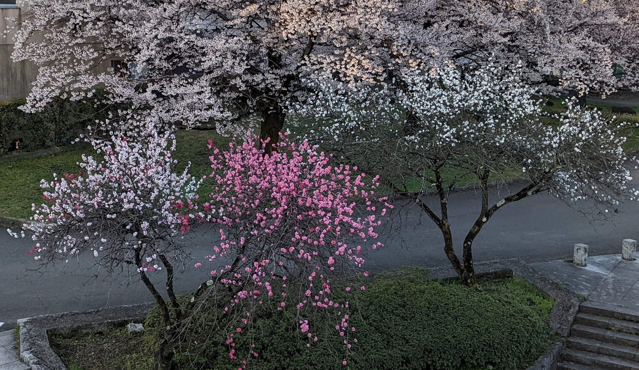 山根悟郎 Goro Yamane Al Twitter 満開の桜に混じって珍しい三色 うすピンク ピンク 濃いめのピンク の桜があると思って調べたらどうやら桃の一種らしい 源平桃といって源平合戦の源氏 白 と平氏 紅 の旗の色の違いからつけられた名前と おもしろい きれい