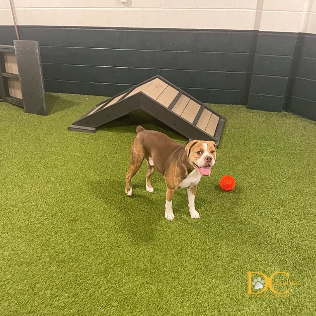 DC Dog Sitter tweet media