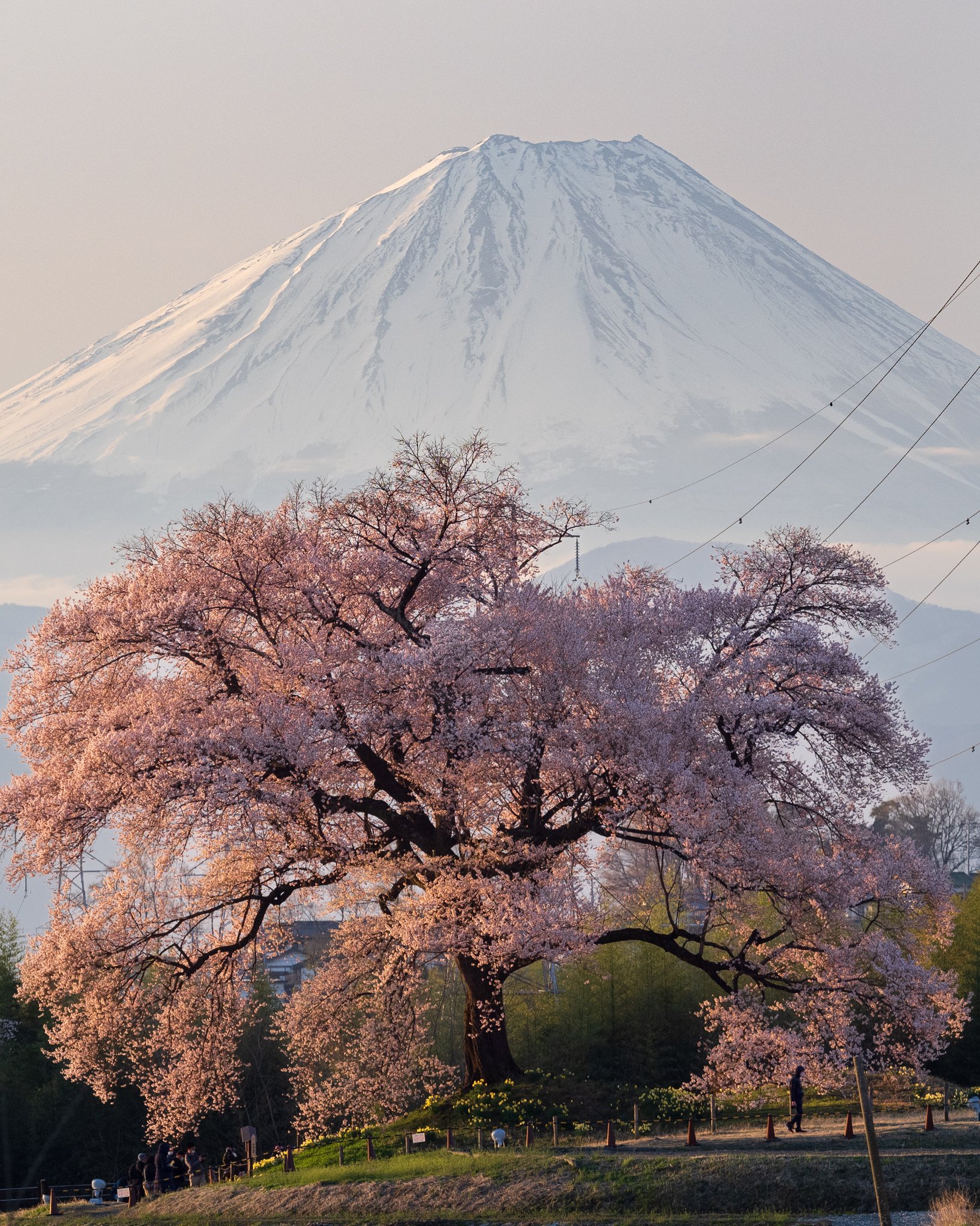 Kazuyuki Matsui 4 2 今朝のわに塚の桜 満開 わに塚の桜と富士 満開 花色をキープ 朝陽に輝く一本桜です 体感として今朝は過去を通じ わに塚史上一番の人出になりました 22 4 02 韮崎市わに塚 わに塚の桜 富士山 わに塚 わに塚のサクラ Kazuyuki Matsui 4 2 今朝のわに塚の桜 満開 わに塚の桜と富士 満開 花色をキープ 朝陽に輝く一本桜です 体感として今朝は過去を通じ わに塚史上一番の人出になりました 22 4 02 韮崎市わに塚 わに塚の桜 富士山 わに塚 わに塚のサクラ