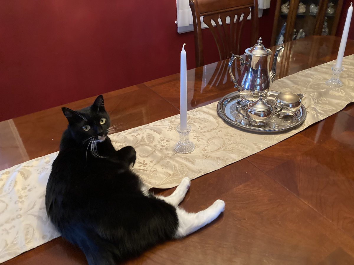 DapperGirlCat's tweet photo. I do what I want. #CatsOfTwitter #CatsOnTwitter https://t.co/8GtdbCy3yX