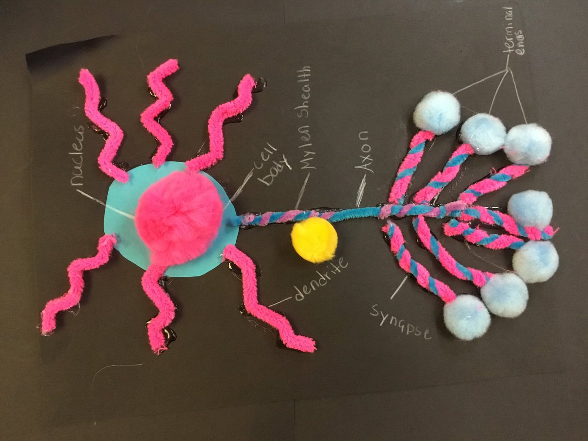 GCMS Project Lead the Way 7th graders completed their Neuron model GIFS before break. They created some of the best models yet! #pikeproud