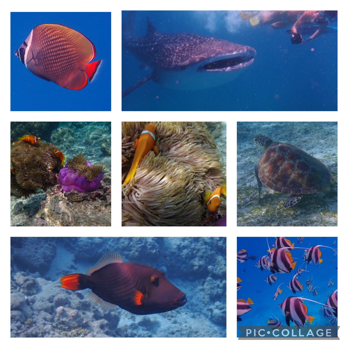 KuoniManchester's tweet image. “THE” most incredible experience ! Dawn &amp;amp; Geoffrey came to visit us in store to show us these fabulous pics they took under the sea from their trip to the Maldives. I still can not believe they swam with whale sharks what a moment #realcastofnemo#whalesharks @KuoniManchester