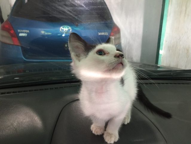apoyocanino's tweet photo. A este señorito le encanta pasear en carro, jugar y es muy cariñoso. El está en adopción y de tres hermanos el aún espera por una familia, porque no ha tenido la suerte de encontrar un hogar
Está en Caracas, La Trinidad
Valentina Paris. 04165234360 https://t.co/Gx3hjo0C0m