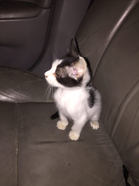 apoyocanino's tweet photo. A este señorito le encanta pasear en carro, jugar y es muy cariñoso. El está en adopción y de tres hermanos el aún espera por una familia, porque no ha tenido la suerte de encontrar un hogar
Está en Caracas, La Trinidad
Valentina Paris. 04165234360 https://t.co/Gx3hjo0C0m