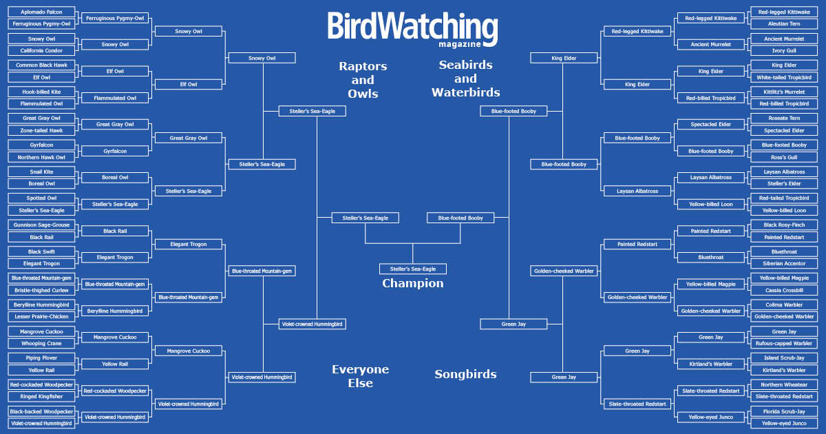 BirdWatchDaily's tweet photo. The winning species in our 2022 Most Wanted Birds bracket challenge is the Steller's Sea-Eagle! It won with 58% of the vote over the Blue-footed Booby's 42%. Thanks to everyone who voted in our bracket-style polls throughout March! https://t.co/vuiAFoax1s https://t.co/YgjWGYDivg