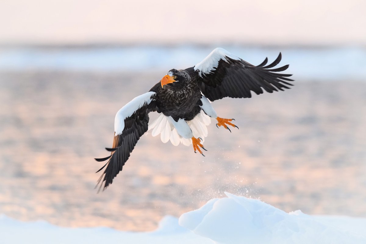BirdWatchDaily's tweet photo. The winning species in our 2022 Most Wanted Birds bracket challenge is the Steller's Sea-Eagle! It won with 58% of the vote over the Blue-footed Booby's 42%. Thanks to everyone who voted in our bracket-style polls throughout March! https://t.co/vuiAFoax1s https://t.co/YgjWGYDivg
