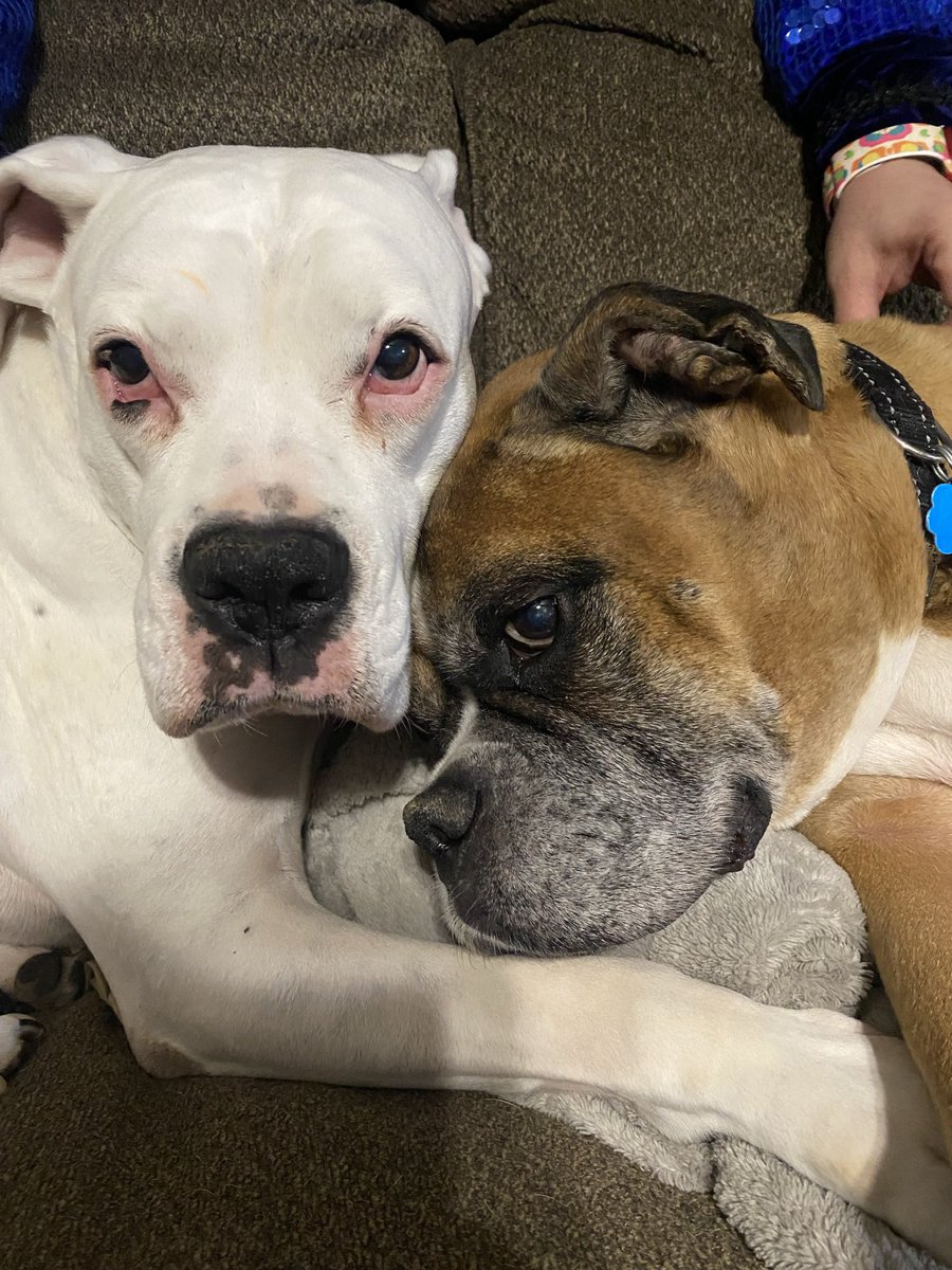 seatothepetty's tweet photo. @AITA_online Mac and Snow send their love. Boxer people are the best people. https://t.co/rUL22KWQtU