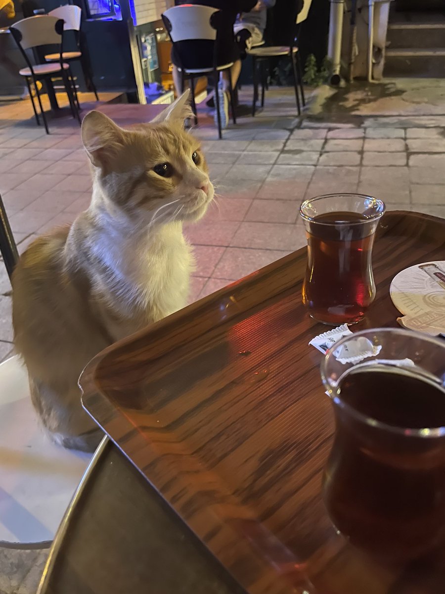 çay içen kediden zarar gelir mi hiç 🥲