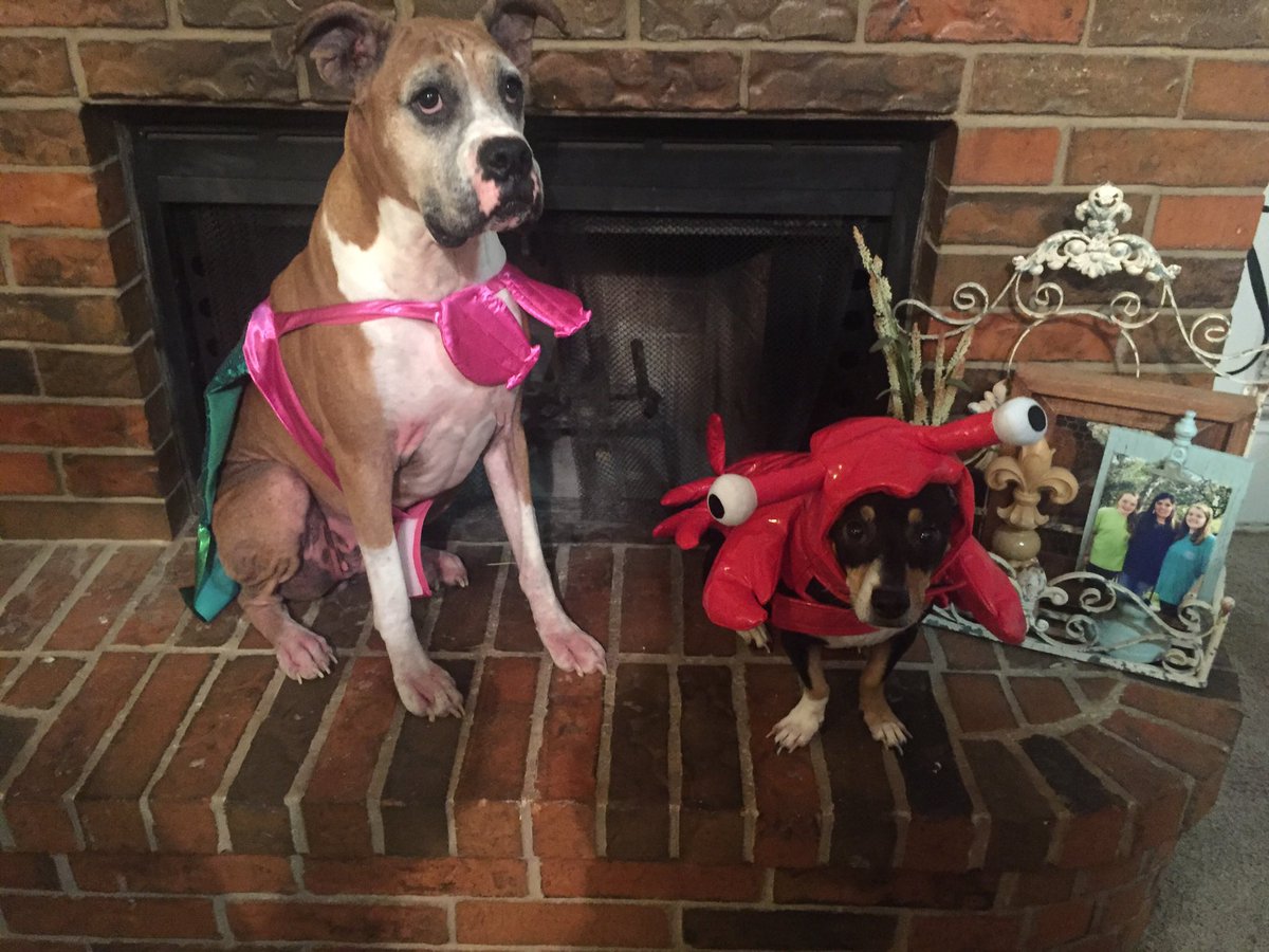 seatothepetty's tweet photo. @AITA_online Our late boxer Millie and her idiot lobster. https://t.co/bIgiTEt8ft