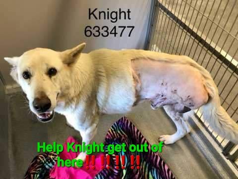 633477 Knight is a male who is around 5 years old and weighs 77 lbs. SAN ANTONIO TX TO ADOPT, FOSTER, OR RESCUE Please Email: placement@sanantoniopetsalive.org THIS DOG IS IN ACS KENNELS & AT RISK OF BEING KILLED. SHELTER EVALUATES SPACE