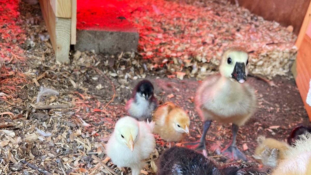 IrinaLitchfield's tweet image. Simple joy in daily life.
Give this link a listen. Add some centering to the world m.youtube.com/watch?v=EkOT2D…