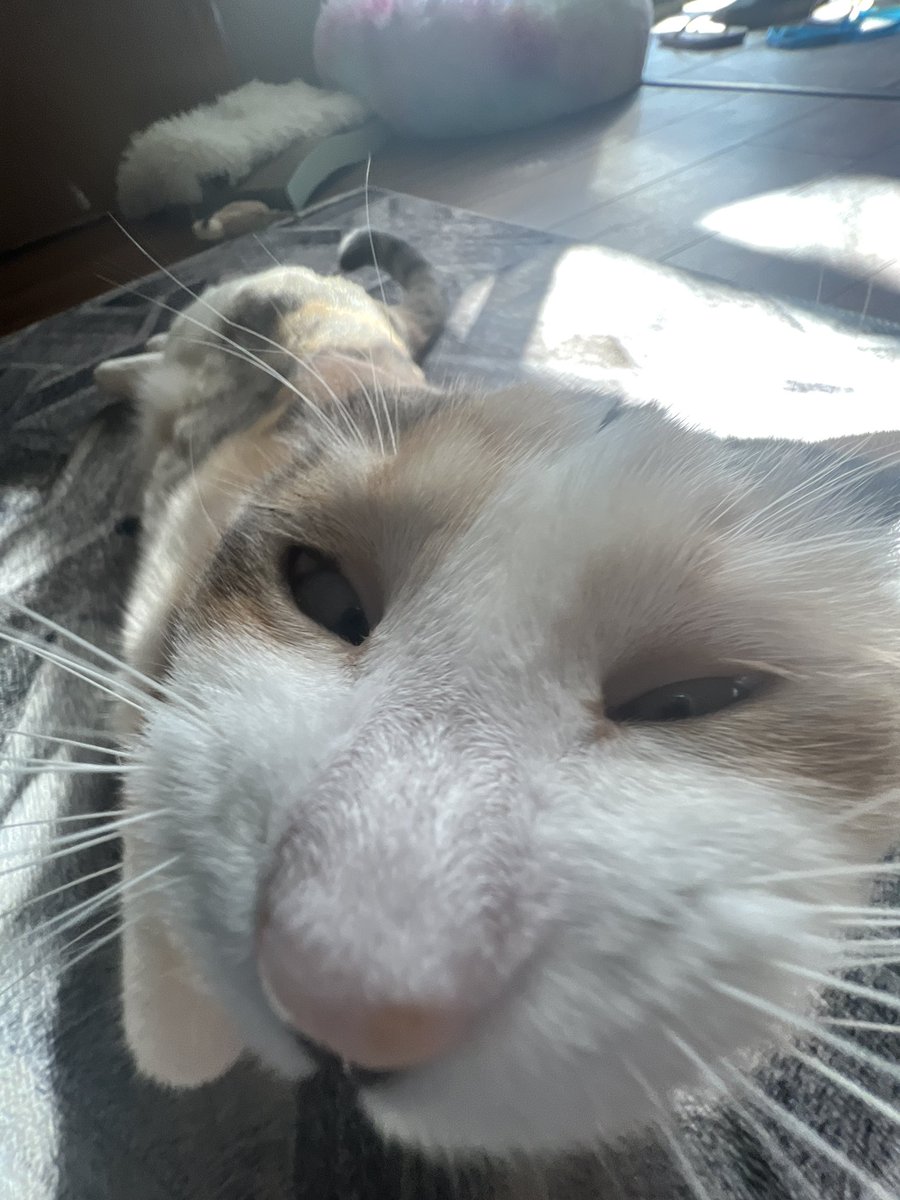 fatfatpankocat's tweet photo. Uh https://t.co/aW2vdsifjZ